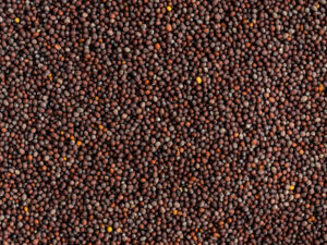 shemins black mustard seeds