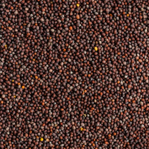 shemins black mustard seeds